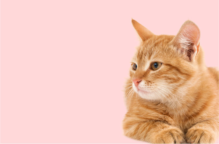 Variant test Without Combined Listing App